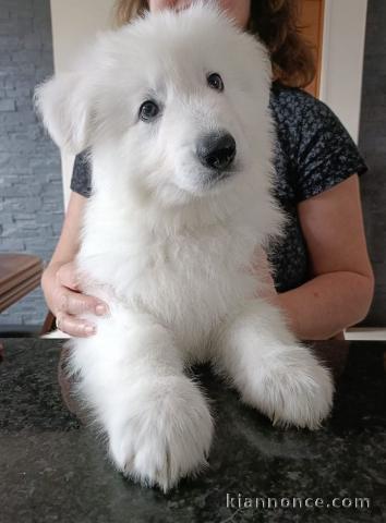 Chiot berger blanc suisse a donner 