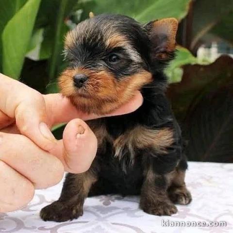 chiot Yorkshire à donner 