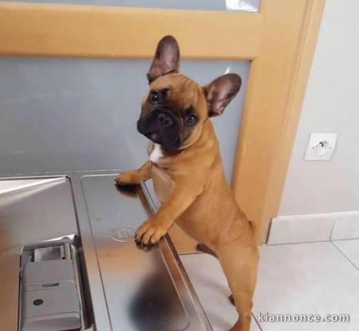 Chiot bouledogue français à donner 