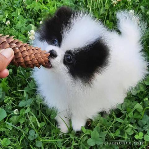 chiot spitz allemand race pure à donner 