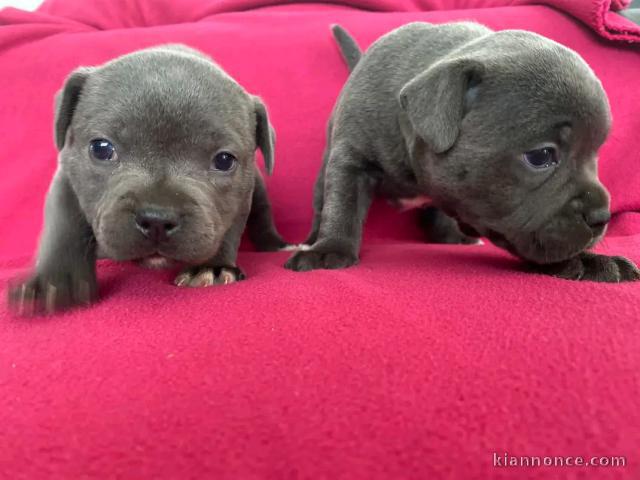 chiot staffie à adopter 