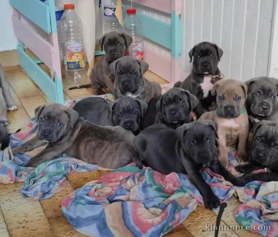 chiot Cane Corso lof disponible 