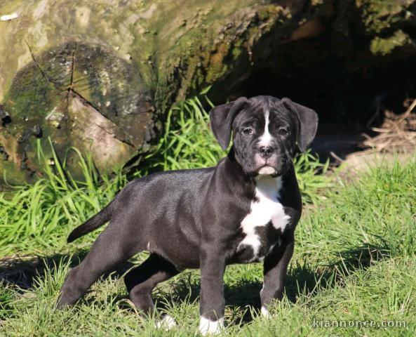 chiot staffie a donner 