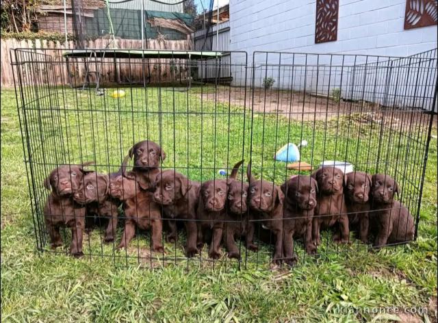 chiot labrador disponible 