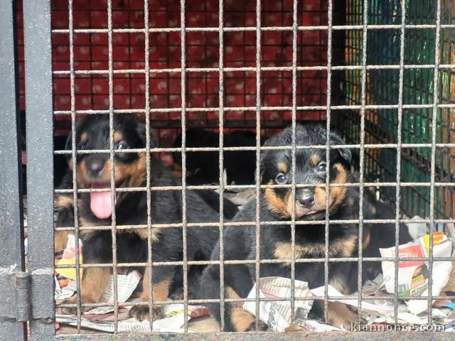 chiot rottweiler lof a donner 