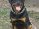 Femelle Rottweiler pure race