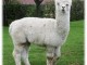 Alpaga mâle blanc 100% péruvien 
