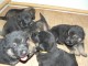 Chiots berger allemand LOF