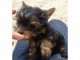 magnifique chiot miniature yorkshire non lof