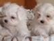 Don de mes 2 Superbe petit Mâle et Femelle BICHON MALTAIS 