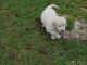 Magnifiques Chiots Golden Retriever