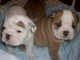 Chiots bulldog anglais LOF