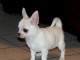 chiot de race chihuahua disponible pour adoption