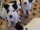 A donner magnifiques chiots Jack Russell