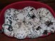 chiots dalmatien a donner