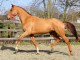 Hongre KWPN de 4 ans : Bretton woods x Don Primaire