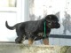 chiots Berger allemand 