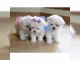 Magnifique chiots Bichon Maltais LOF