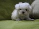 Magnifique chiots Bichon Maltais