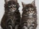  Chatons Maine Coon différentes couleurs