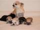 Superbes Chiots Chihuahua Pure Race Poils Courts Taille Standard