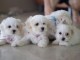 Adorables Chiots Bichon Maltais Pure Race