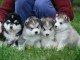 Superbes Chiots Siberian Husky Pure Race