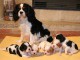 Adorables Chiots Cavaliers King Charles Pure Race