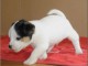  Magnifique chiot Jack russel non lof 