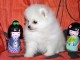 Chiot Spitz  une femelle non lof