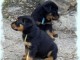 chiots beauceron ou berger de beauce Pure race