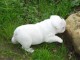  Chiots male 1 Bichon maltais  Disponibles