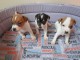 Chiot Jack Russel terrier disponible