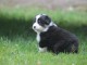  Chiot berger allemand non lof  a donner