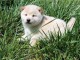 	Donne ce nounours chiot shiba inu