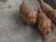 À reserver chiot basset fauve de bretagne