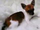 Superbe mini chihuahua a donner