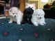 Splendides chiots type SPITZ POMERANIEN pour adoption