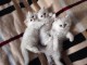 chatons persan a donner contre bon soin