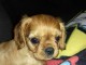  A DONNER CHIOT CAVALIER KING CHARLES FEMELLE NON LOF