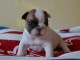 CHIOTS BOULEDOGUE FRANÇAIS À DONNER 0756809741