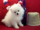 Disponible sur une magnifique chiots de type Spitz de poméranien