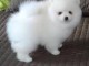 adorables chiots spitz nain 