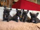 Chiots Bouledogue français