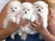  Donne chiots Spitz nain pomeranien contac = 