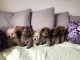 Chiots chow chow a donner pour adoption