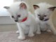 adorables chatons sacres de birmanie