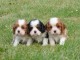 Beaux Chiots Cavaliers King Charles