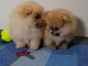  Adorables chiots Spitz nains 