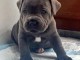 chiots staffordshire bull terrier a donner